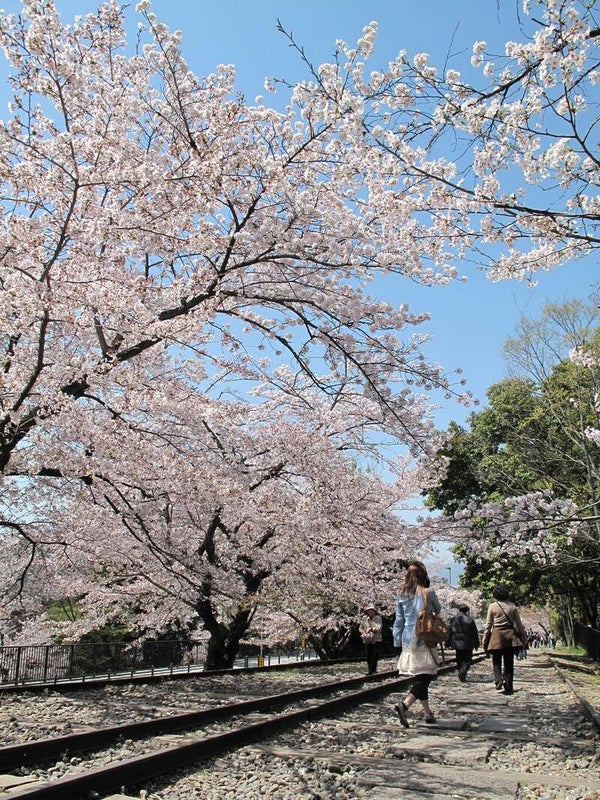 【岡山・倉敷発】 平安神宮のしだれ桜・蹴上インクライン桜のトンネル 日帰り1